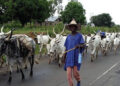 Presidency Turning Nigeria To A Cow Republic