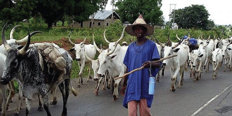 Presidency Turning Nigeria To A Cow Republic