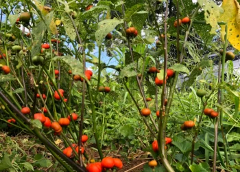 Housewives resort to using garden egg plant as tomatoes cost skyrockets