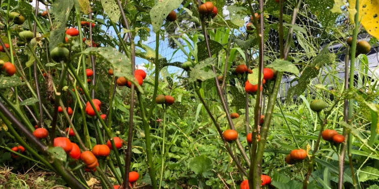 Housewives resort to using garden egg plant as tomatoes cost skyrockets