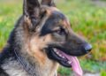 Man dies after hitting his chest on electric pole while running away from German shepherd dog