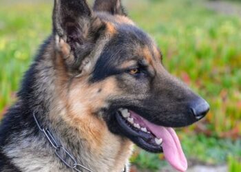 Man dies after hitting his chest on electric pole while running away from German shepherd dog