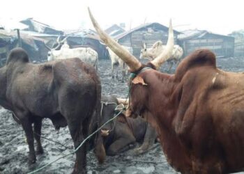 Cow kills man in lagos abattoir