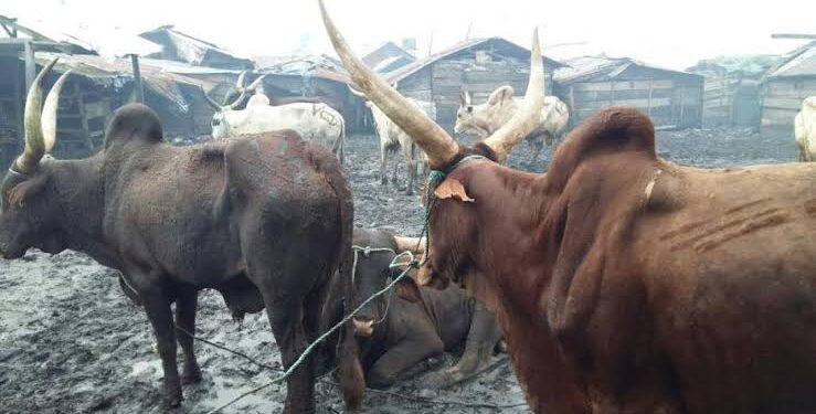 Cow kills man in lagos abattoir