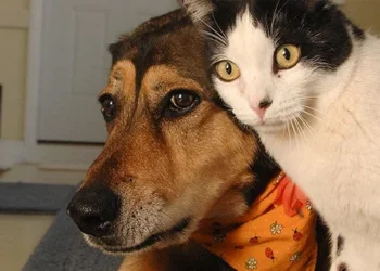 ”Eating dog or cat meat is symptom of insanity” – Adegbulugbe