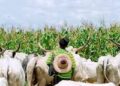 How suspected herdsmen kidnapped family of 4, killed father in presence of mother, children