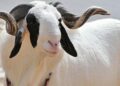 Sallah: Police advise animal dealers to be extra careful about counterfeit currency