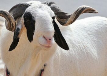 Sallah: Police advise animal dealers to be extra careful about counterfeit currency