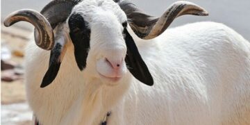 Sallah: Police advise animal dealers to be extra careful about counterfeit currency