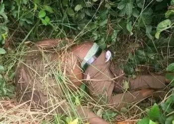Rivers: Fragile peace in Omoku town shaken as unknown persons behead newly elected youth President